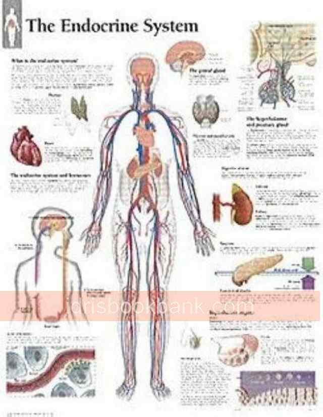 HAQQI ENDOCRINE SYSTEM CHART