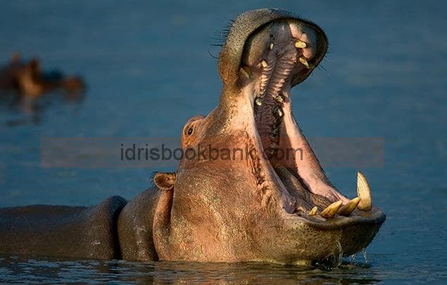 I AM A HIPPOPOTAMUS READ MORE ABOUT ME